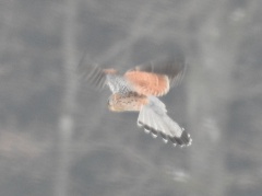Falco tinnunculus (Turmfalke) Männchen im Rüttelflug